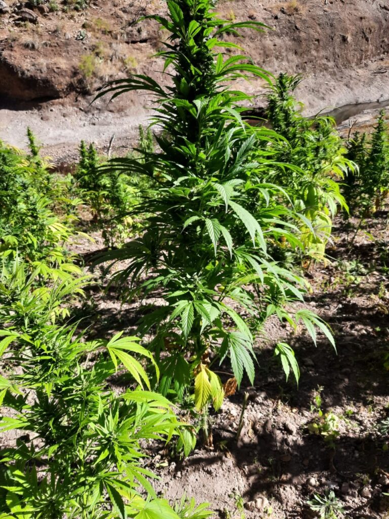 Destruyen en Nonoava plantío con más de una tonelada de mariguana
