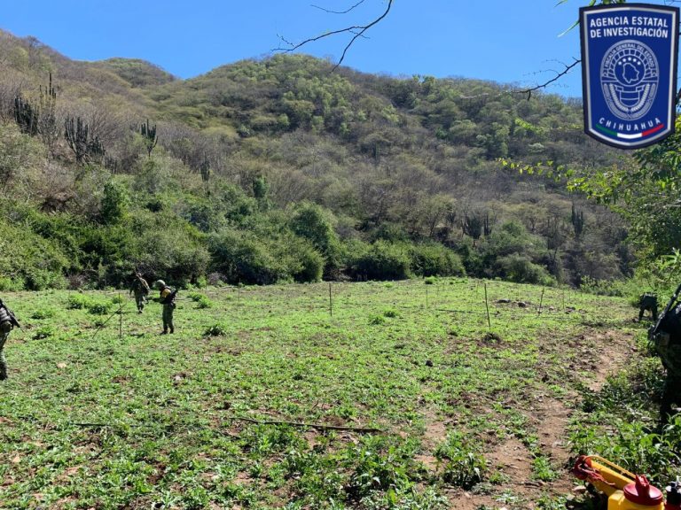 Destruye AEI plantío de amapola en Guadalupe y Calvo