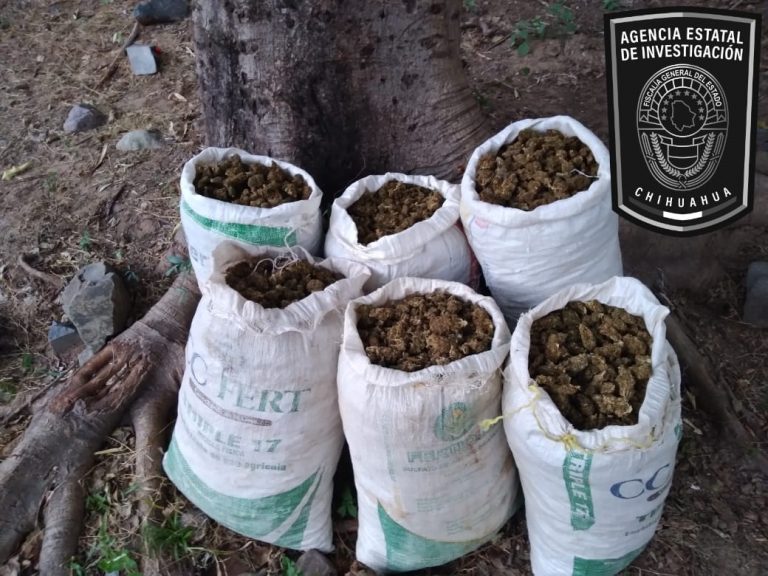 Asegura la AEI 46 kilogramos de marihuana en Morelos