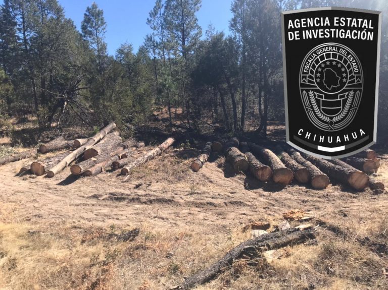 Asegura Fiscalía Occidente 205 trozos de pinos talados clandestinamente en Guerrero