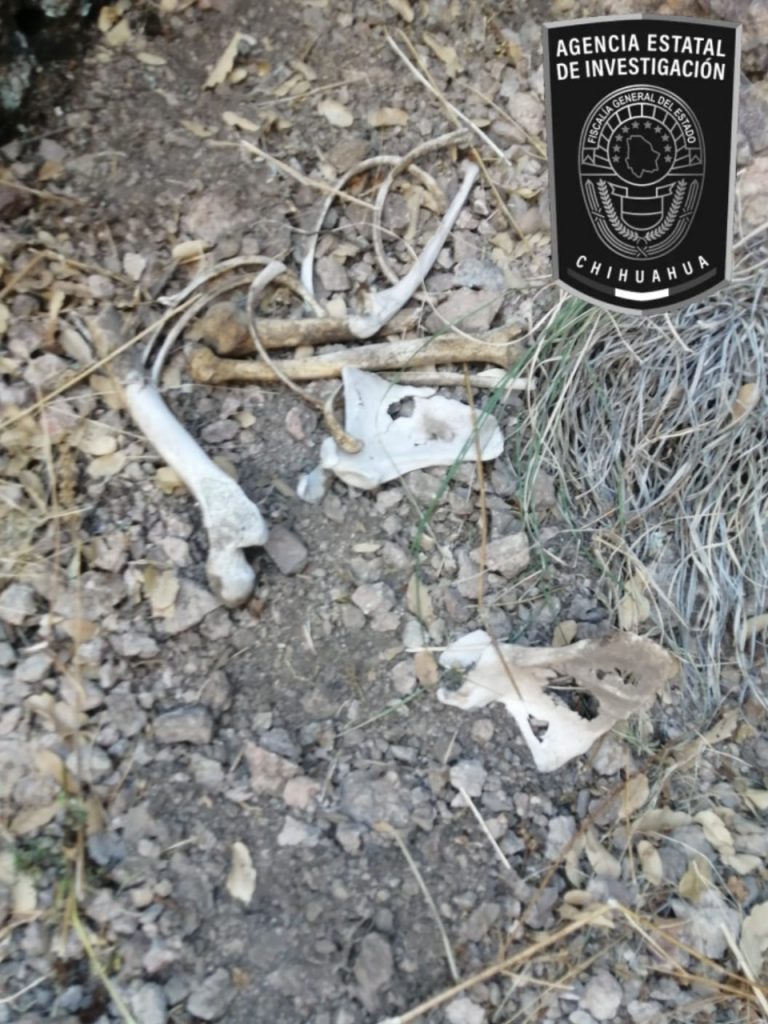 Localizan restos óseos en el Ejido Napavechi, municipio de Cuauhtémoc