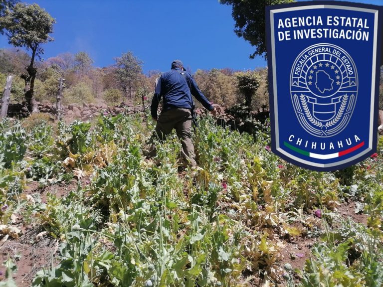 Destruye FGE tres plantíos de amapola en Guadalupe y Calvo