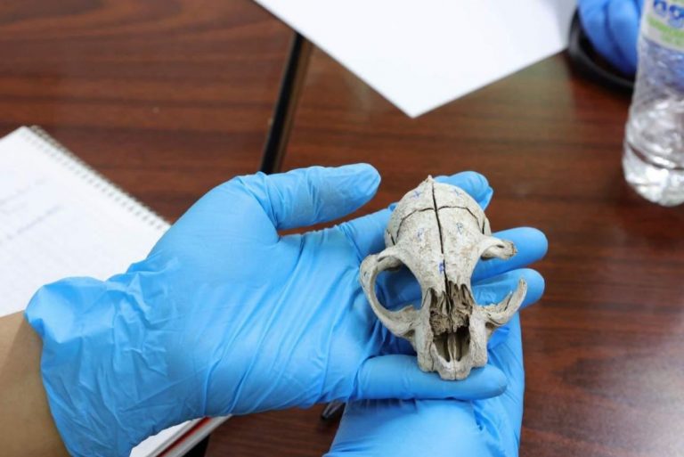 Capacita FGE a miembros de ONG´S en identificación de restos humanos