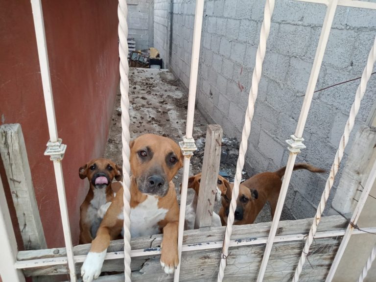 En dos cateos, rescata FGE a siete perros en condiciones de maltrato y desnutrición