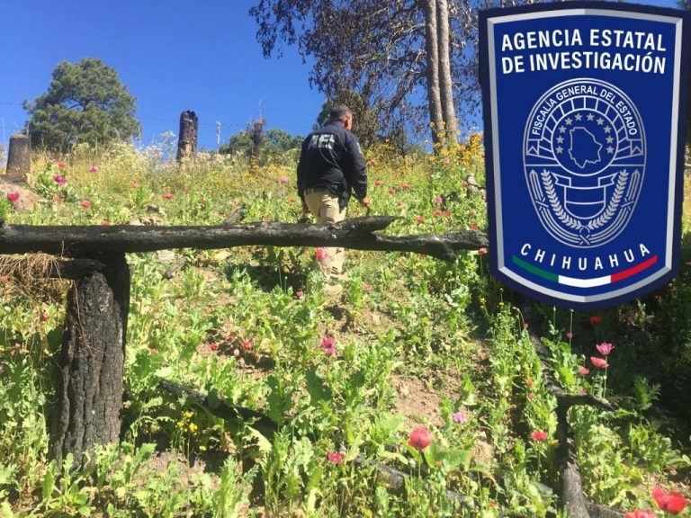 Destruye FGE plantío de amapola en Guadalupe y Calvo