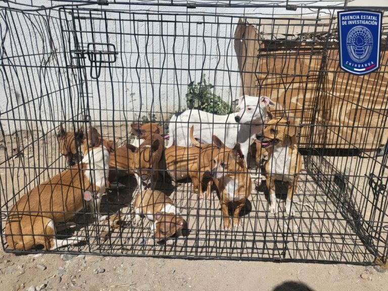 Rescata AEI diez caninos en situación de maltrato en Ciudad Juárez