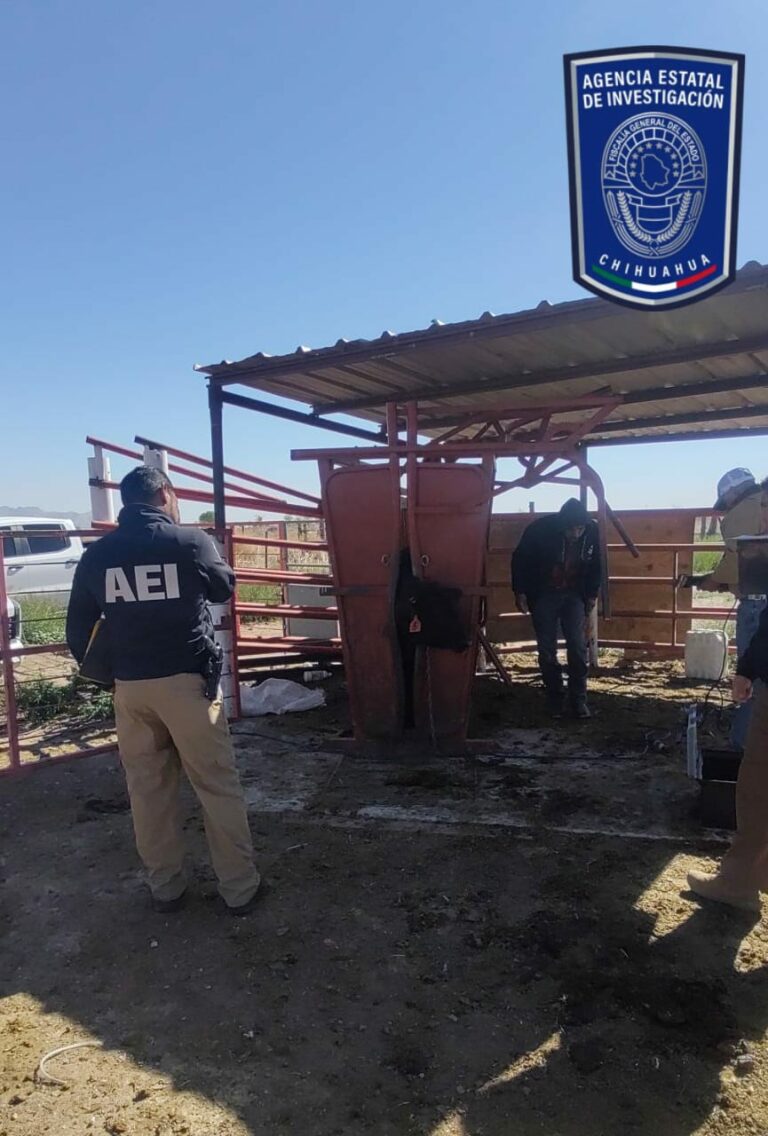 Realizan inspección de ganado asegurado por reporte de robo en Janos