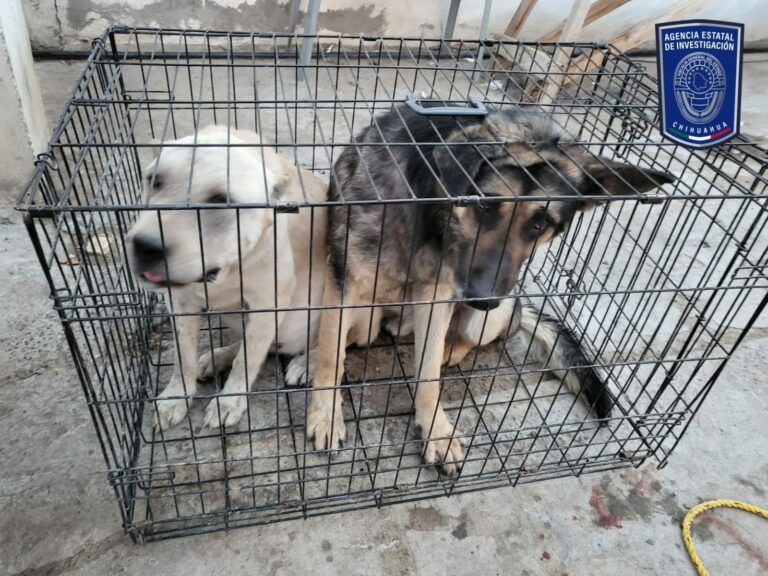 Catea FGE dos domicilios donde localizan caninos en situación de maltrato en Ciudad Juárez