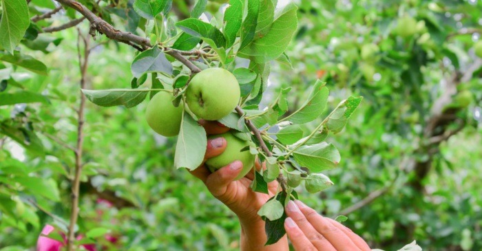 Previene Fiscalía a fruticultores contra fraudes en la compra-venta de manzana