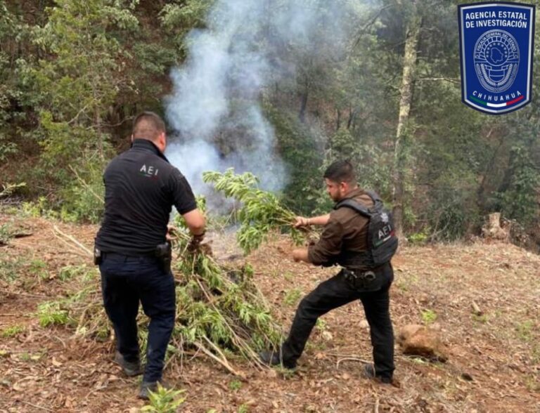 Destruye AEI 1,800 plantas de mariguana en predio de El Nopal, en Guadalupe y Calvo
