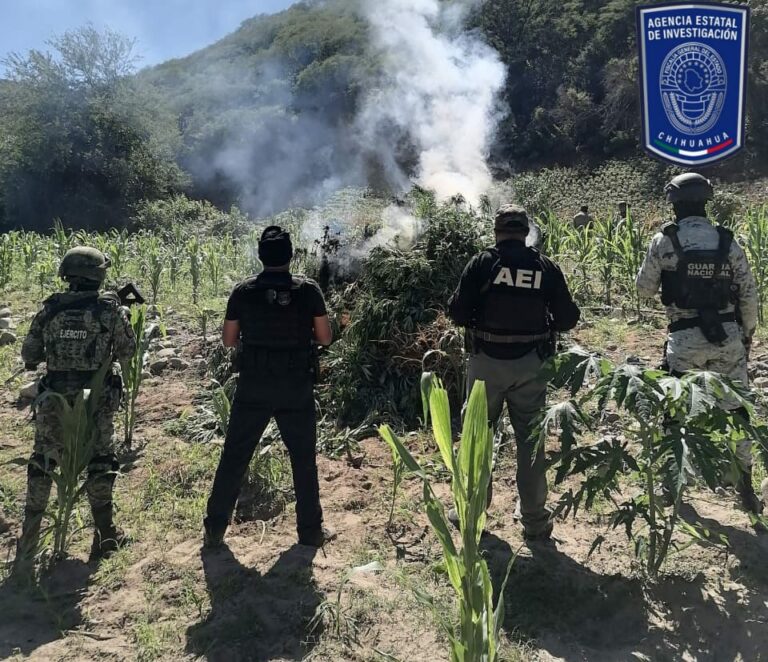 Destruye Operativo Conjunto más de 110 mil plantas de marihuana en Guadalupe y Calvo