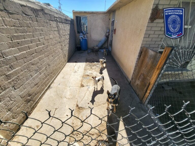 Rescatan a ocho caninos por maltrato animal en casa de la colonia Morelos