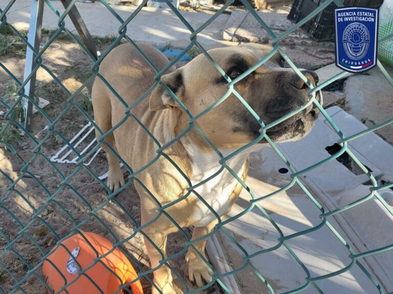 En cateos, asegura AEI a 23 caninos en situación de maltrato en Cd. Juárez