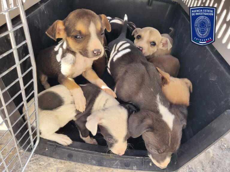 Rescata AEI a 10 caninos en situación de maltrato en Cd. Juárez